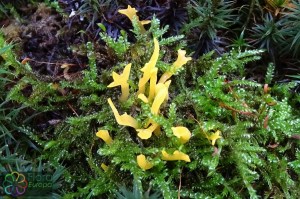 Calocera furcata